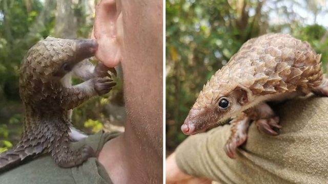 Pequeño pangolín rescatado besa rescatadores