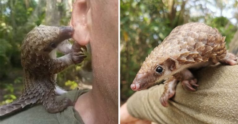 Pequeño pangolín rescatado besa rescatadores