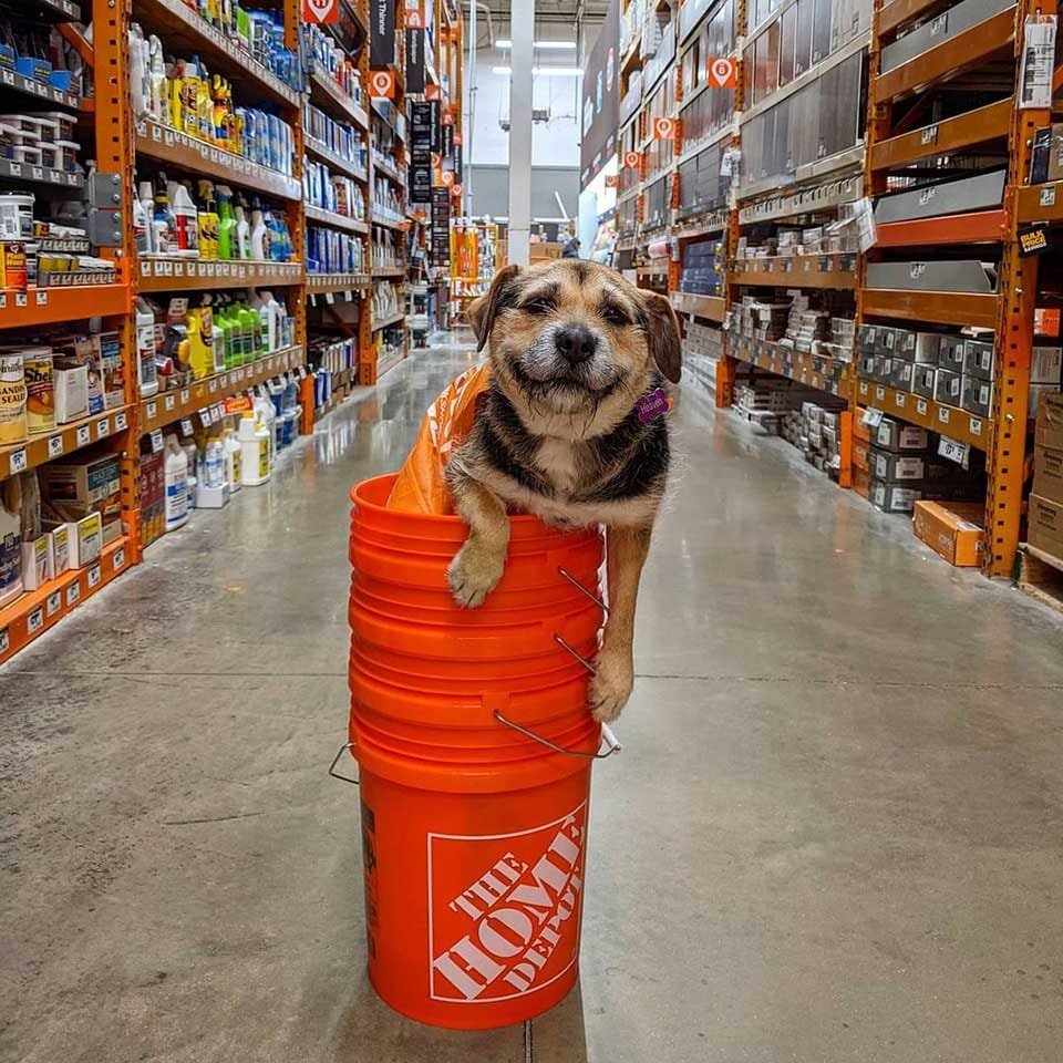 Perrito en una tienda