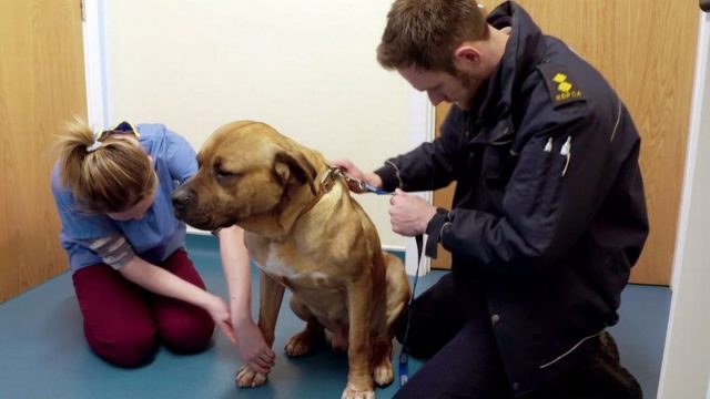 Perro rescatado feliz lesionó su cola moverla