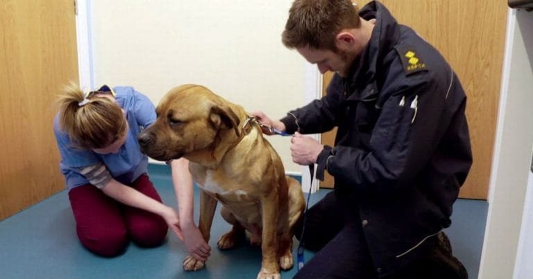 Perro rescatado feliz lesionó su cola moverla