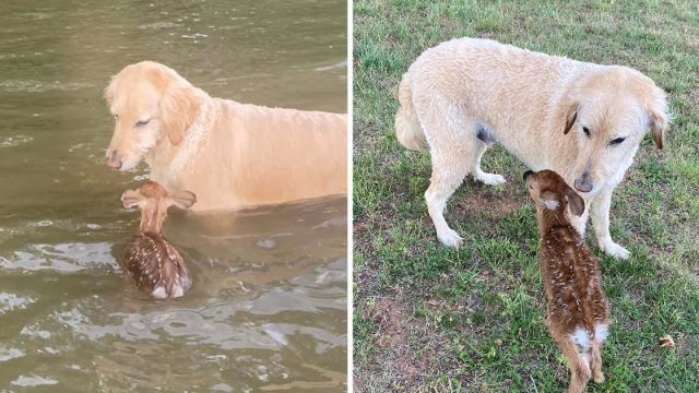Perro salva ciervo bebé agua