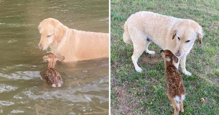 Perro salva ciervo bebé agua