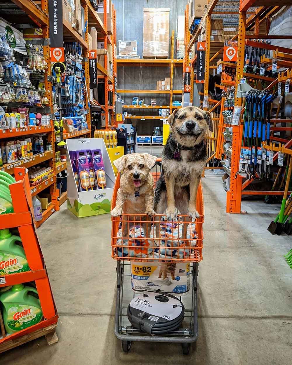 Perros visitan una tienda