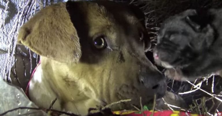 Pitbull besa a cada uno de sus cachorros mientras los rescatistas los llevan a un lugar seguro