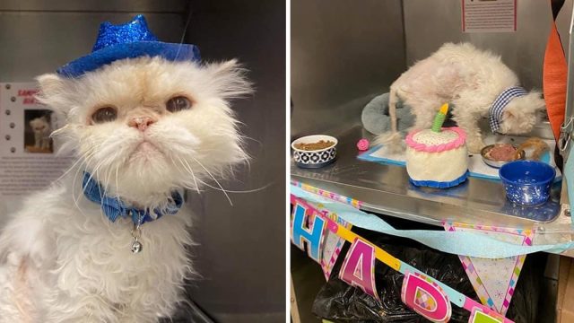 Refugio organiza fiesta gato 19 años ser adoptado