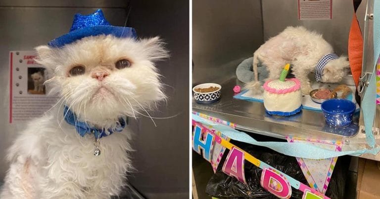 Refugio organiza fiesta gato 19 años ser adoptado