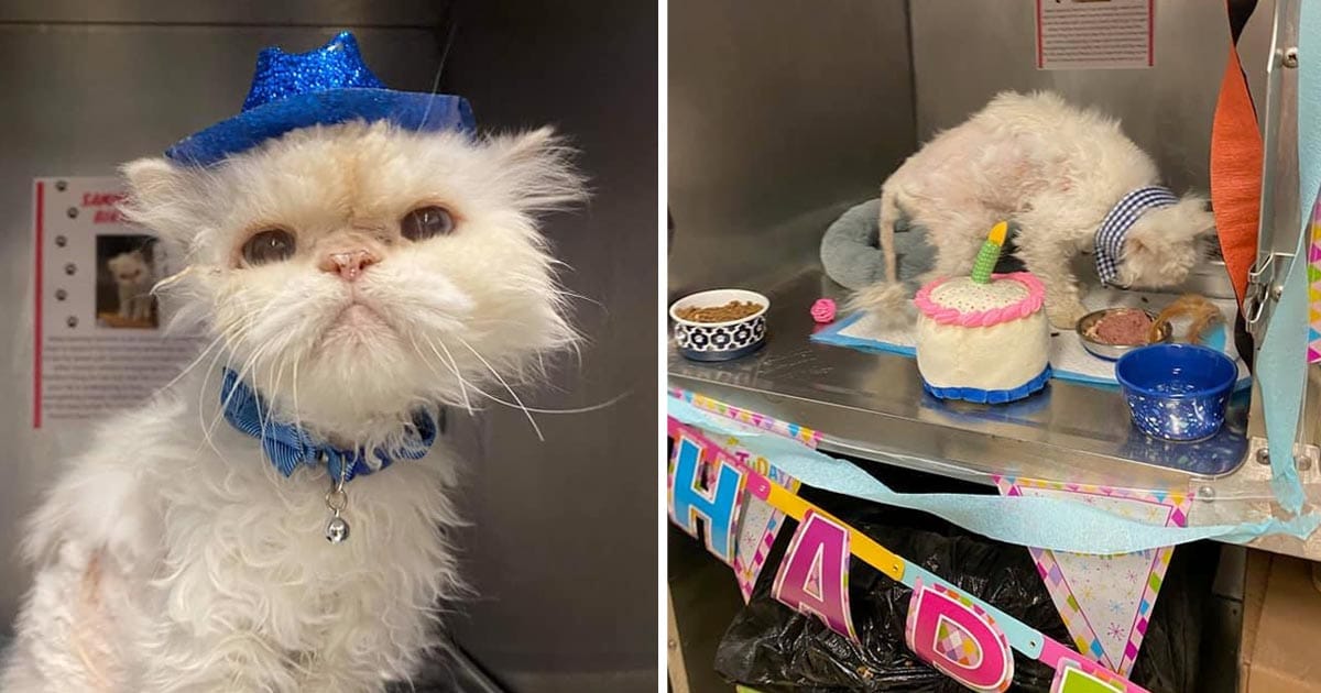 Refugio organiza fiesta gato 19 años ser adoptado