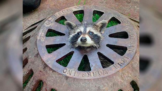 Rescatistas ayudan a un mapache atascado en el lugar más incómodo