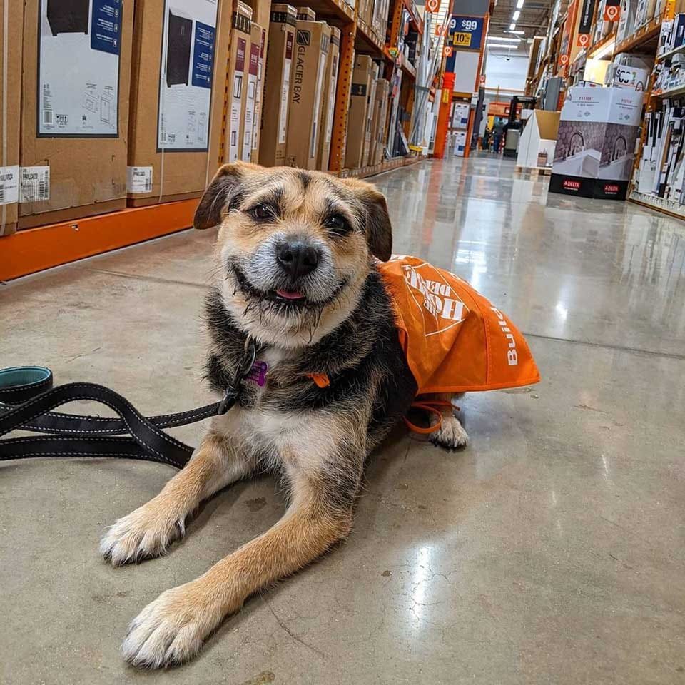 perrito es el empleado más lindo de una tienda