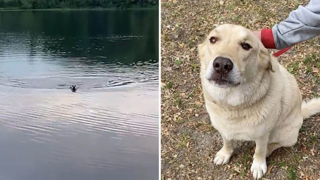 Amigable perro nada a través del lago