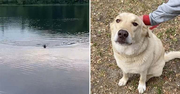 Amigable perro nada a través del lago