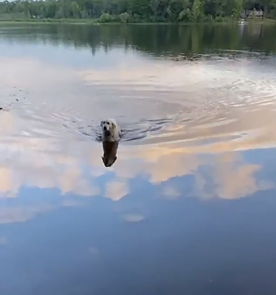 Amigable perro nada lago