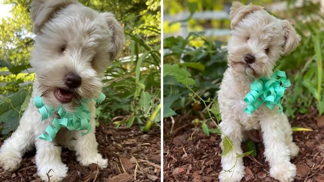 Cachorra es abandonada por su criador