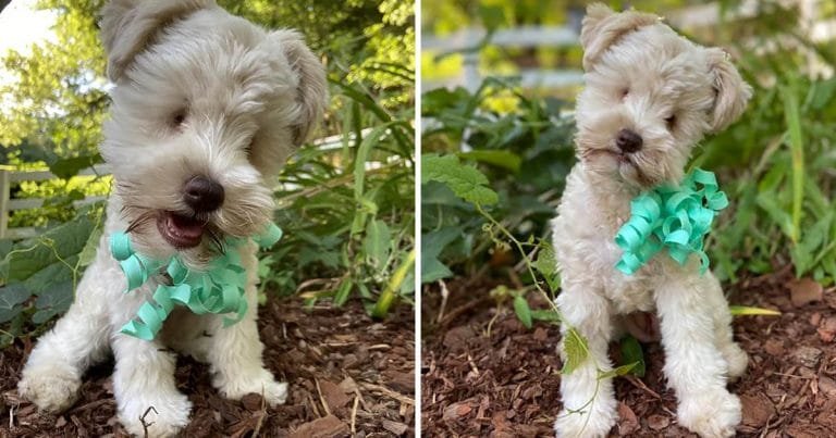 Cachorra es abandonada por su criador