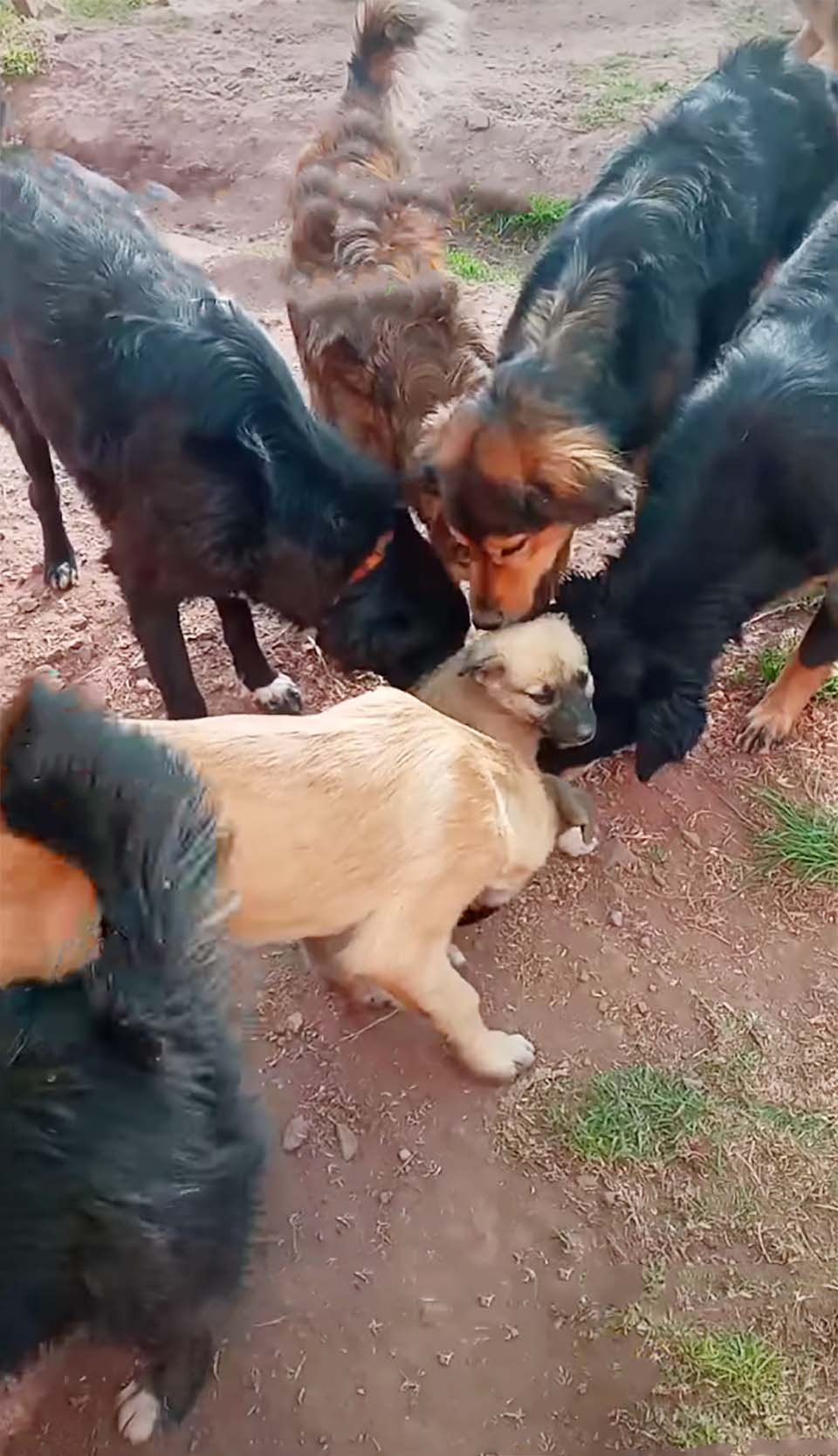 Cachorro recibe dulce bienvenida