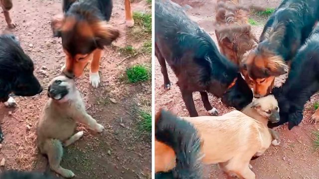 Cachorro recibe la bienvenida más dulce de todos los perros rescatados en el refugio