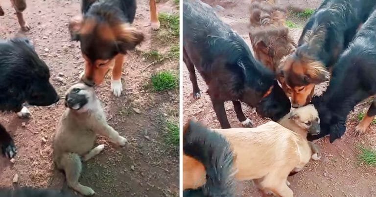 Cachorro recibe la bienvenida más dulce de todos los perros rescatados en el refugio