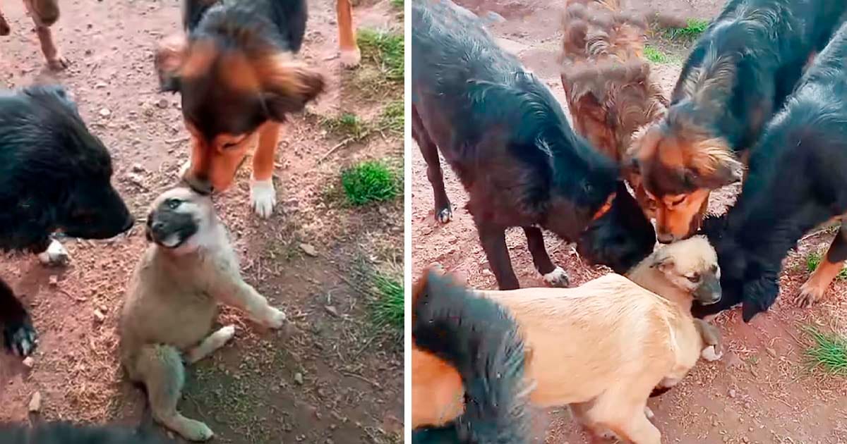 Cachorro recibe la bienvenida más dulce de todos los perros rescatados en el refugio
