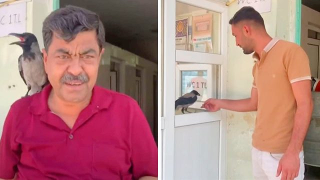 Cuervo le agradece al hombre que lo salvó trabajando como su asistente