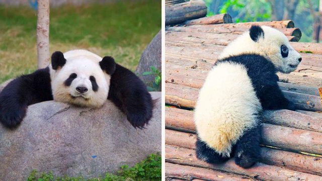Un oso panda gigante durmiendo en una roca y un panda bebé escalando bambú