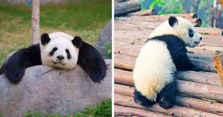 Un oso panda gigante durmiendo en una roca y un panda bebé escalando bambú