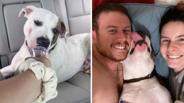 Dulce perro abandonado mejor reacción encontrar familia