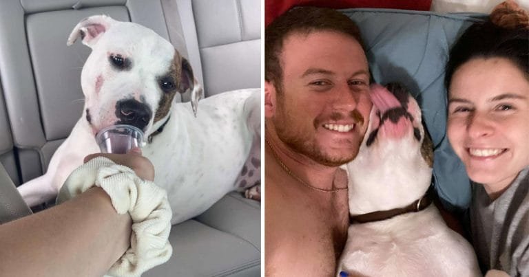 Dulce perro abandonado mejor reacción encontrar familia