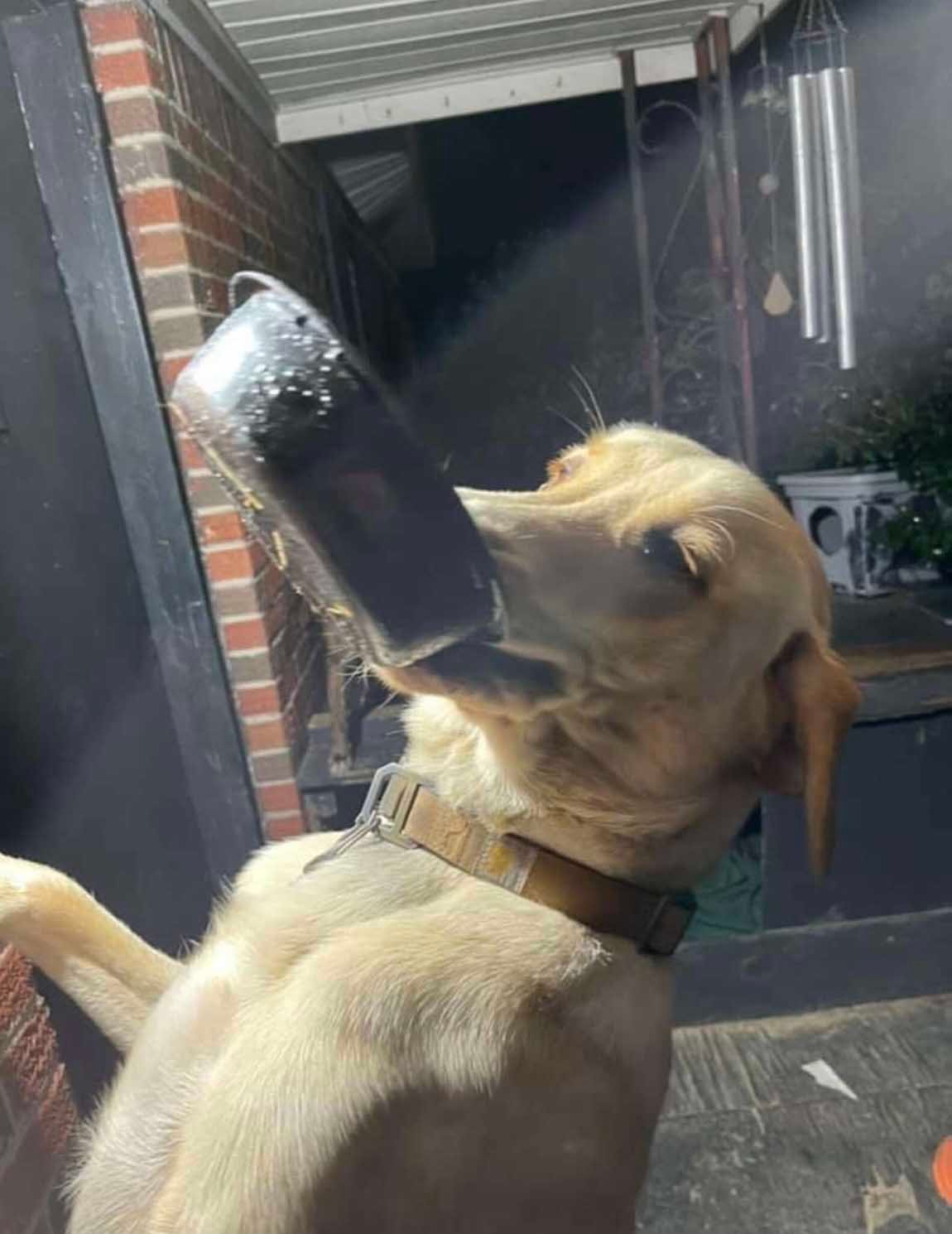 Dulce perro lleva una olla en su boca