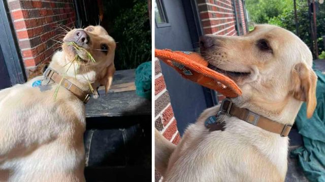 Dulce perro siempre da la bienvenida a mamá a casa con un regalo
