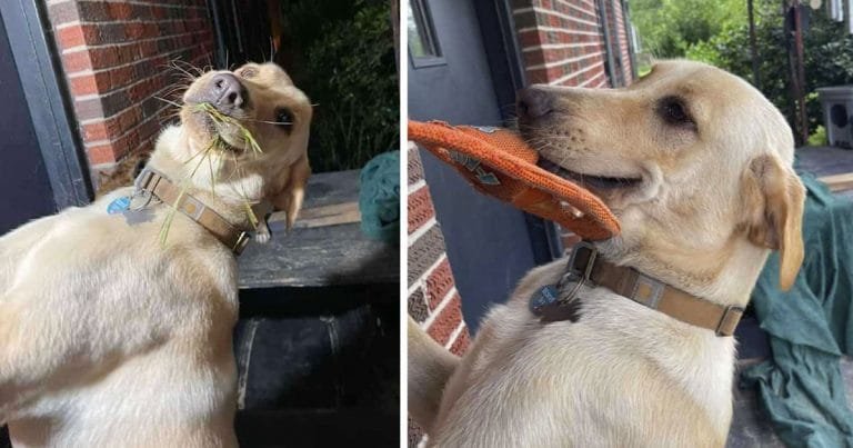 Dulce perro siempre da la bienvenida a mamá a casa con un regalo