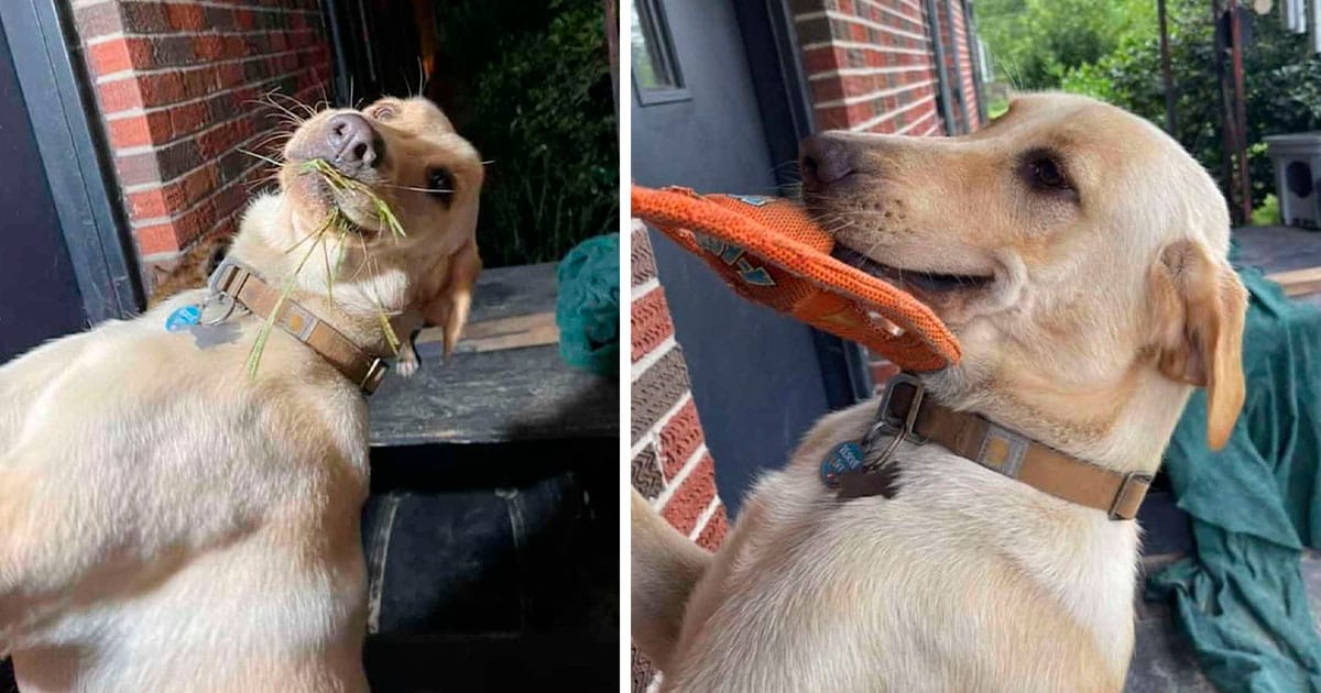 Dulce perro siempre da la bienvenida a mamá a casa con un regalo