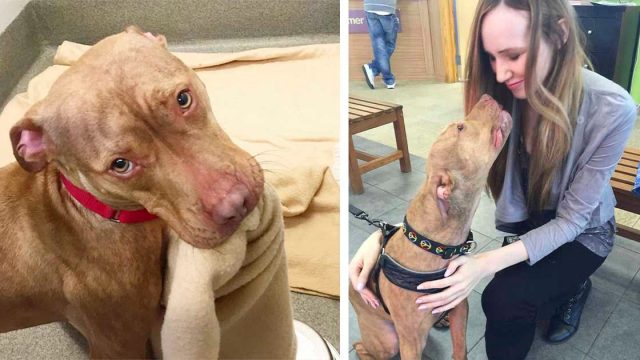 El perro más dulce del refugio demuestra que es un buen chico al hacer su cama todos los días