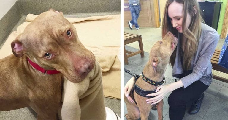 El perro más dulce del refugio demuestra que es un buen chico al hacer su cama todos los días