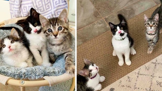 Familia fue a adoptar gatitos y no pudo separar a estos tres que comparten un vínculo adorable