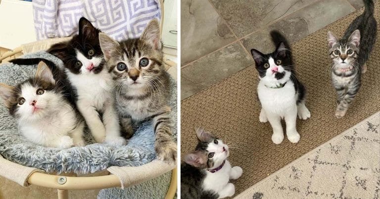 Familia fue a adoptar gatitos y no pudo separar a estos tres que comparten un vínculo adorable