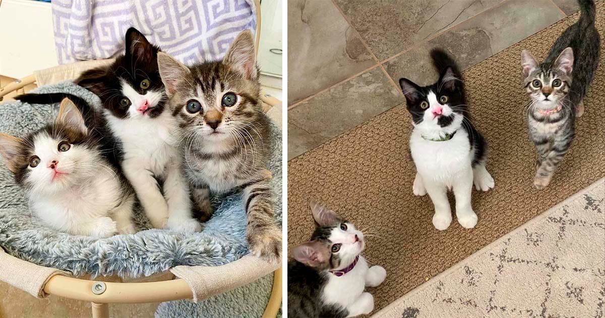 Familia fue a adoptar gatitos y no pudo separar a estos tres que comparten un vínculo adorable