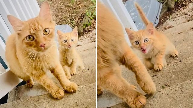 Gata trae su gatito a la familia