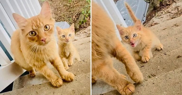Gata trae su gatito a la familia