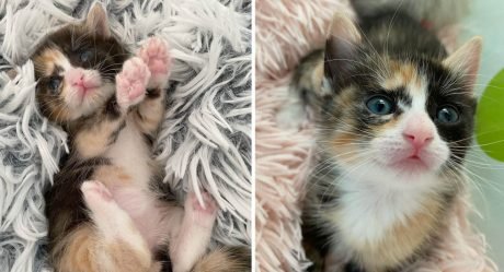 Gatita está tan feliz de que alguien la cuide que no para de ronronear