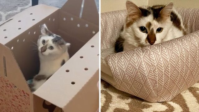 Gatita no había tenido hogar no puede creer todo para ella