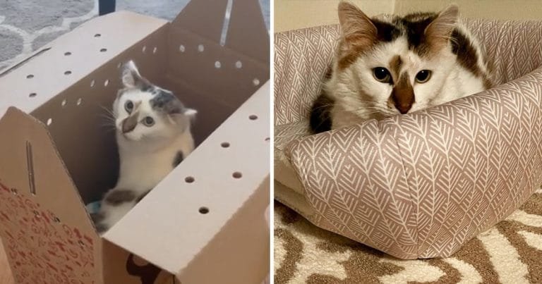 Gatita no había tenido hogar no puede creer todo para ella