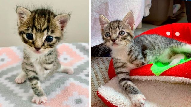 Gatito de tres patas le demuestra a todos lo que puede hacer gracias a esta familia