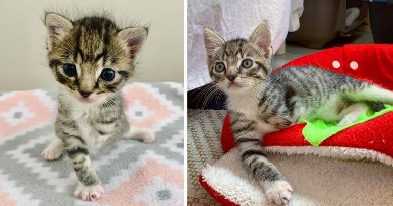 Gatito de tres patas le demuestra a todos lo que puede hacer gracias a esta familia