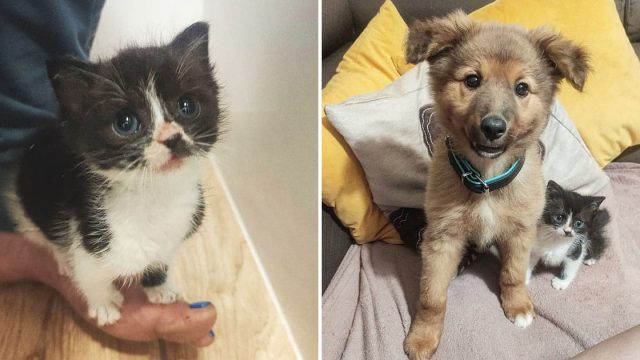 Gatito se hace amigo de todos