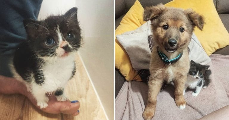 Gatito se hace amigo de todos