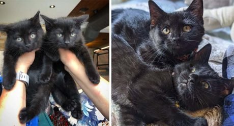 Gatitas encontradas juntas en el jardín comparten un vínculo adorable