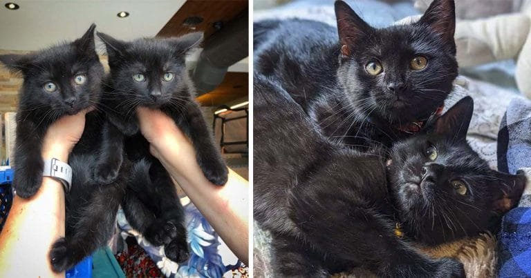 Gatitos encontrados juntos en el jardín comparten un vínculo adorable