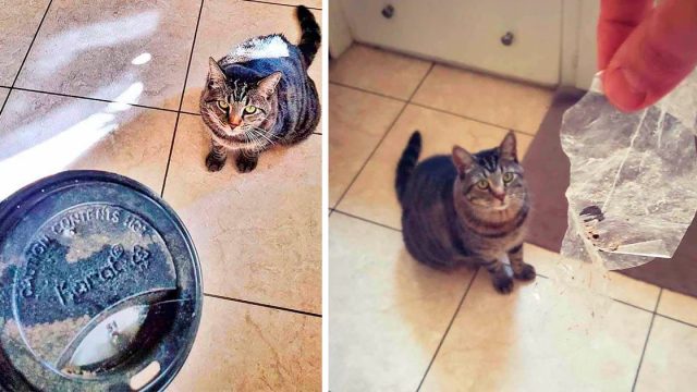 Gato recolecta 'tesoros' para dárselos a sus padres todos los días