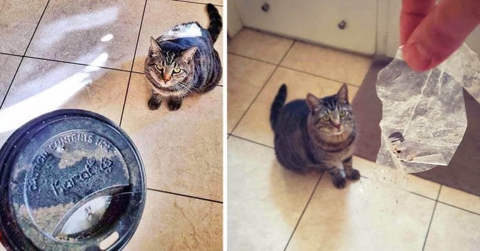 Gato recolecta 'tesoros' para dárselos a sus padres todos los días